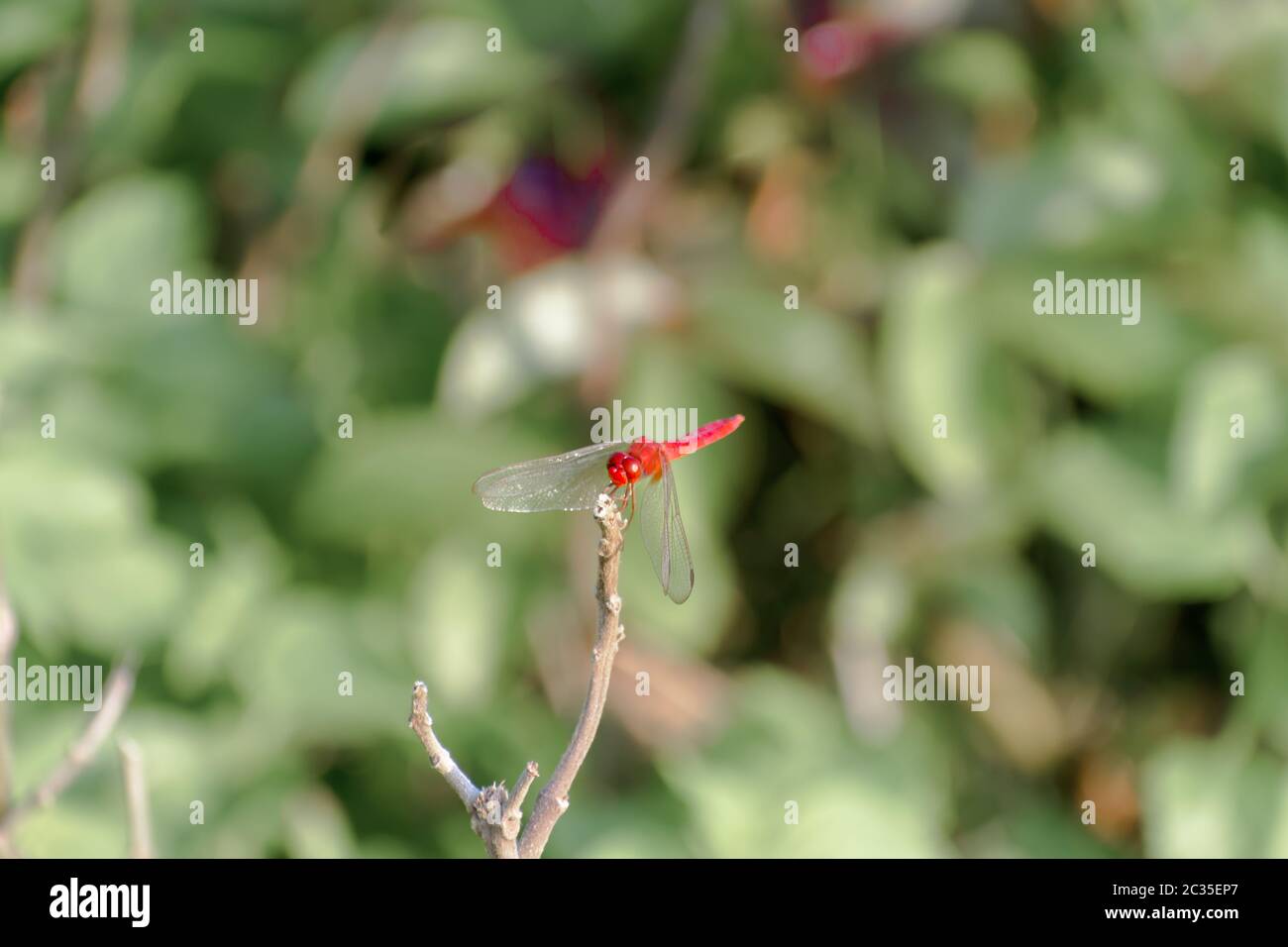 Libellula insetto Damselfly - Odonati infraorder Anisoptera di grasshopper famiglia con molteplici occhi, forti coppie, trasparente patchato ali. Selvatica Foto Stock