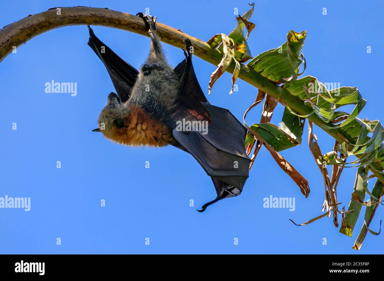 Volpe con testa grigia, su delle specie di pipistrelli più grandi Foto Stock