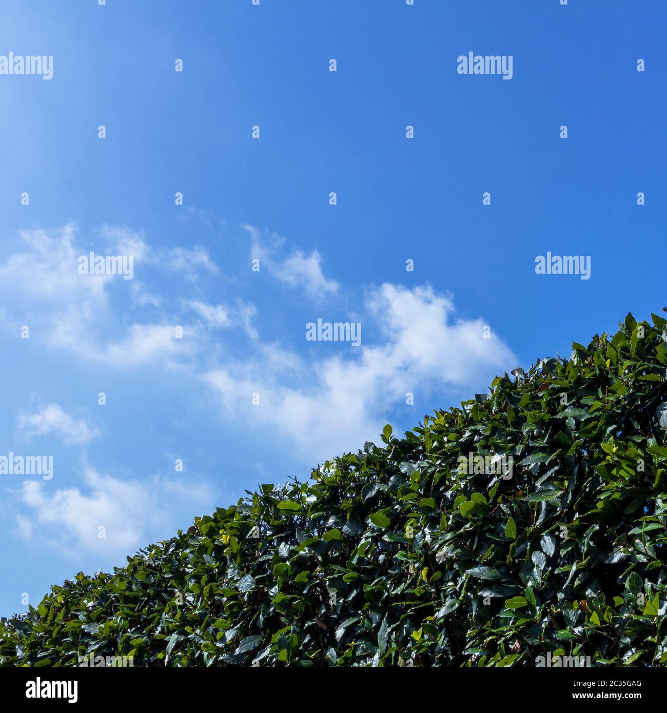 Green buxus bush Foto Stock