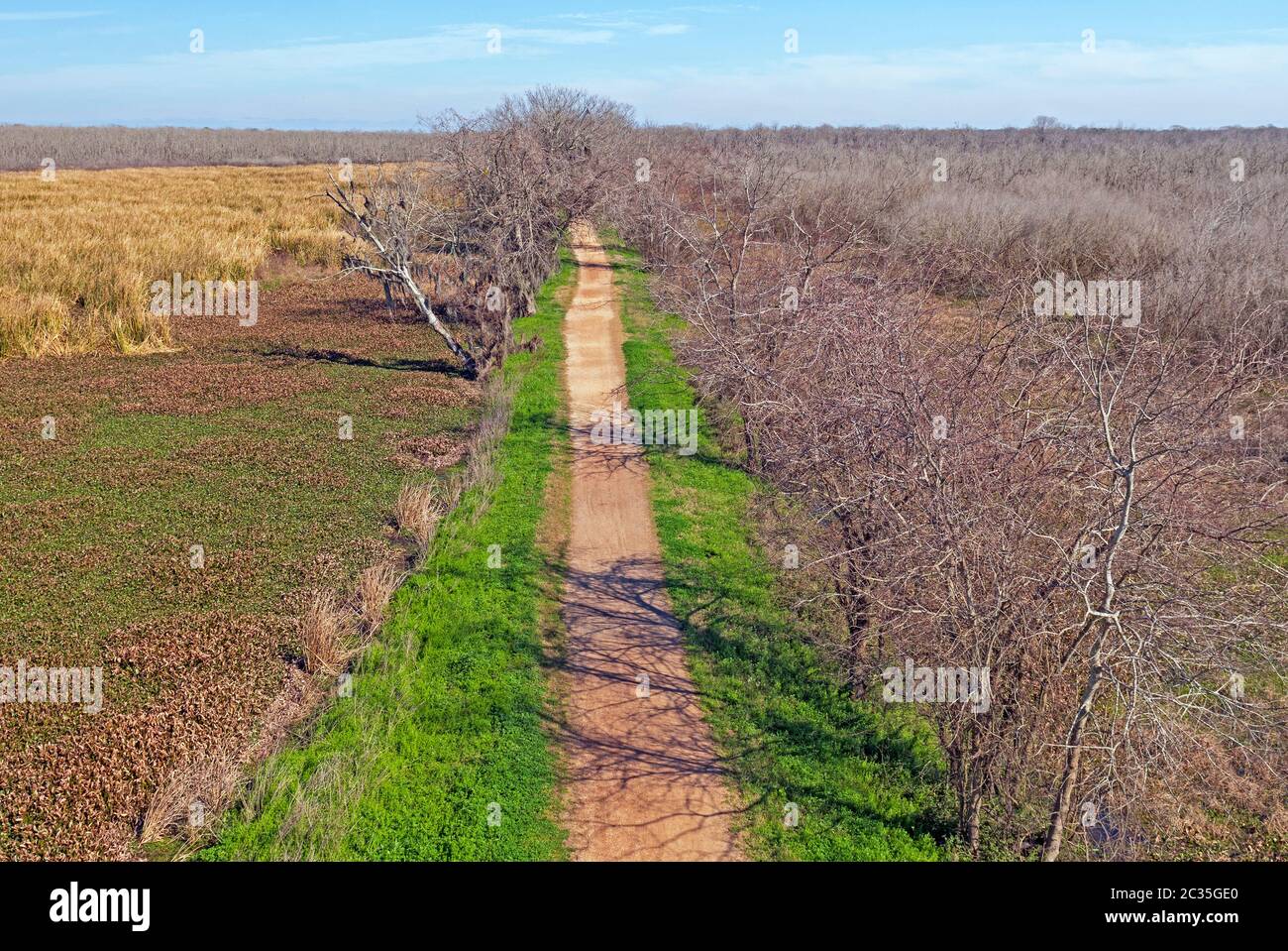 Percorre un'area paludosa del Texas nel Brazos Bend state Park Foto Stock