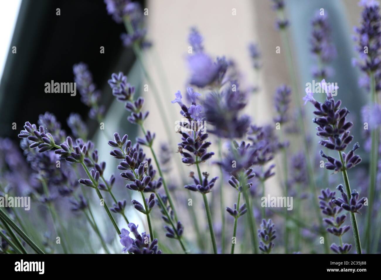 Fragranti fiori viola di lavanda (Lavandula angustifolia) Foto Stock