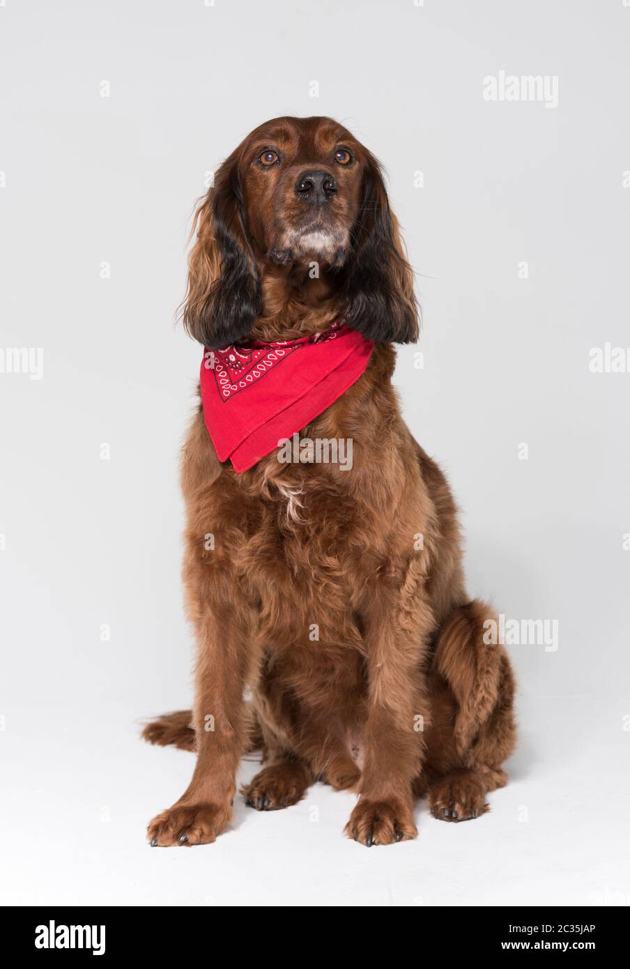 Un cane spaniel, isolato su una parete bianca senza giunture in uno studio fotografico. Foto Stock
