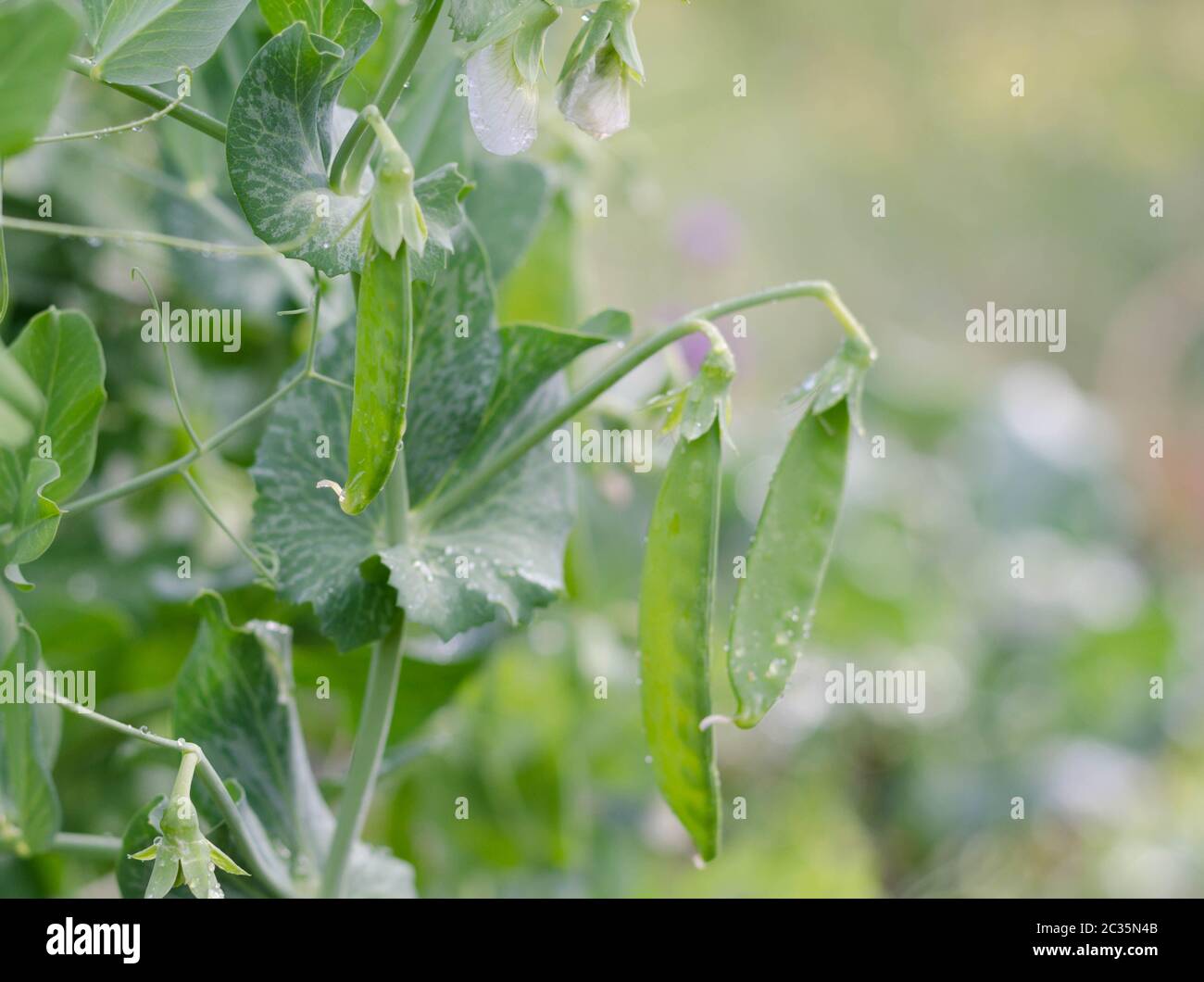 I baccelli di piselli appesi in un giardino estivo Foto Stock