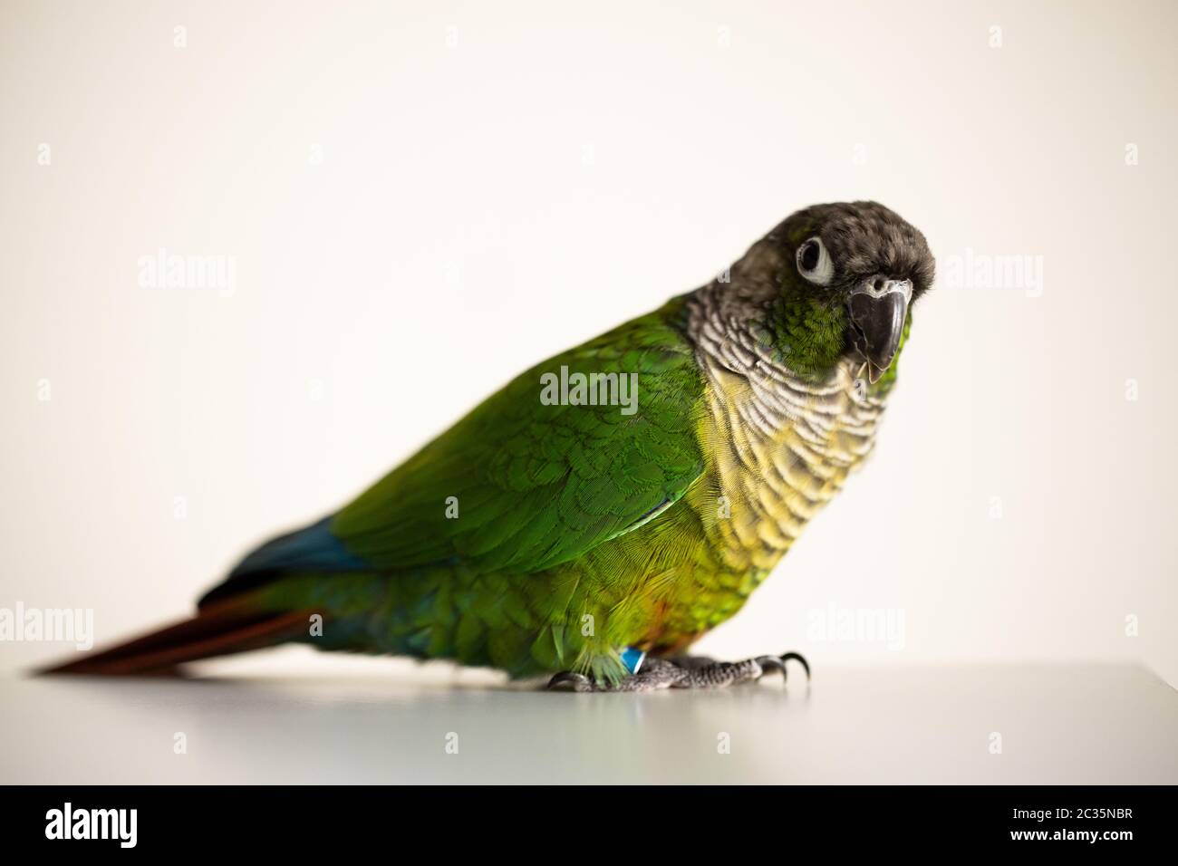 Captive Green Cheek Conure con anello blu per le gambe (Pyrhura molinae) Foto Stock