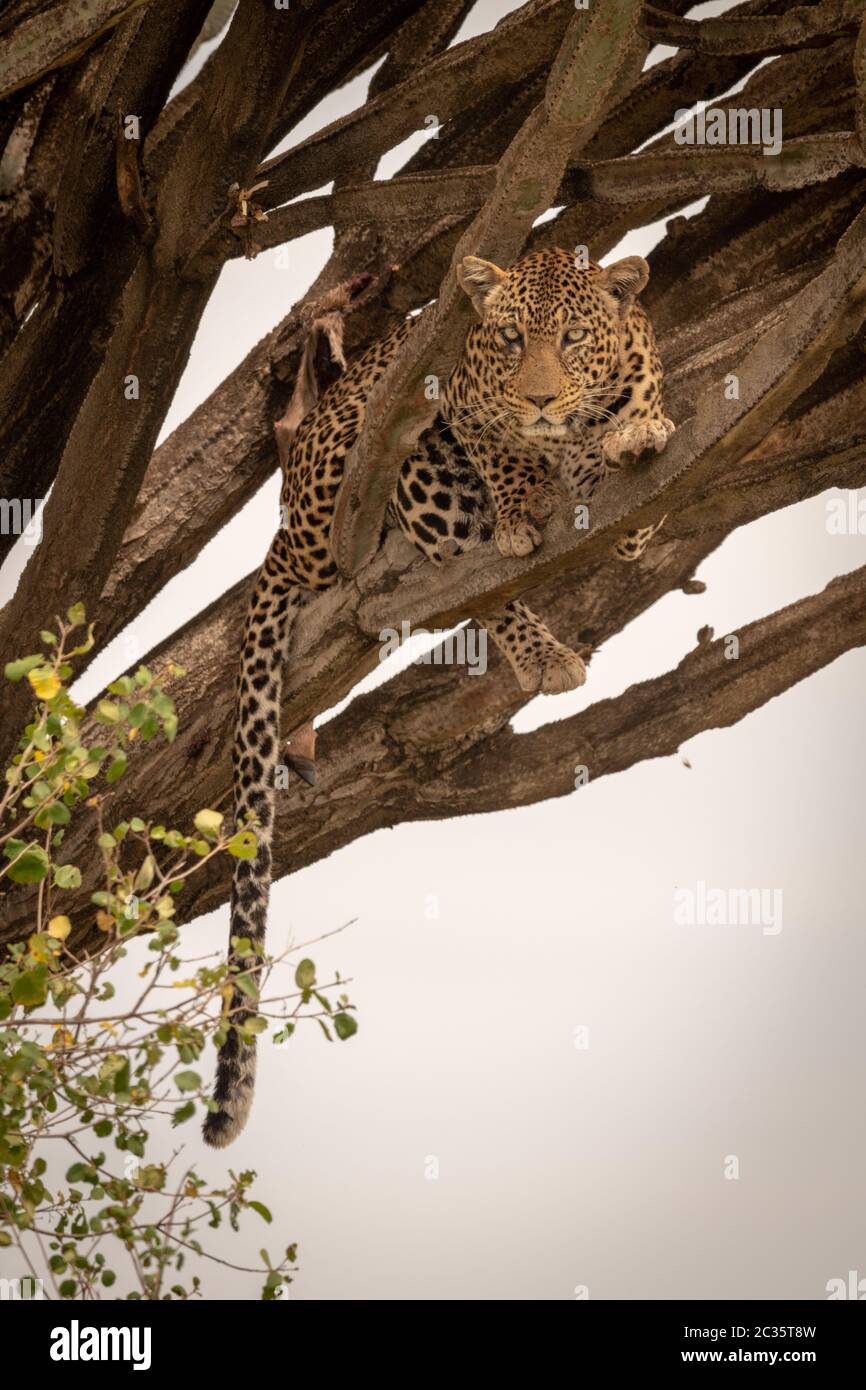 Leopard risiede nella struttura ad albero candelabri occhiatura fotocamera Foto Stock