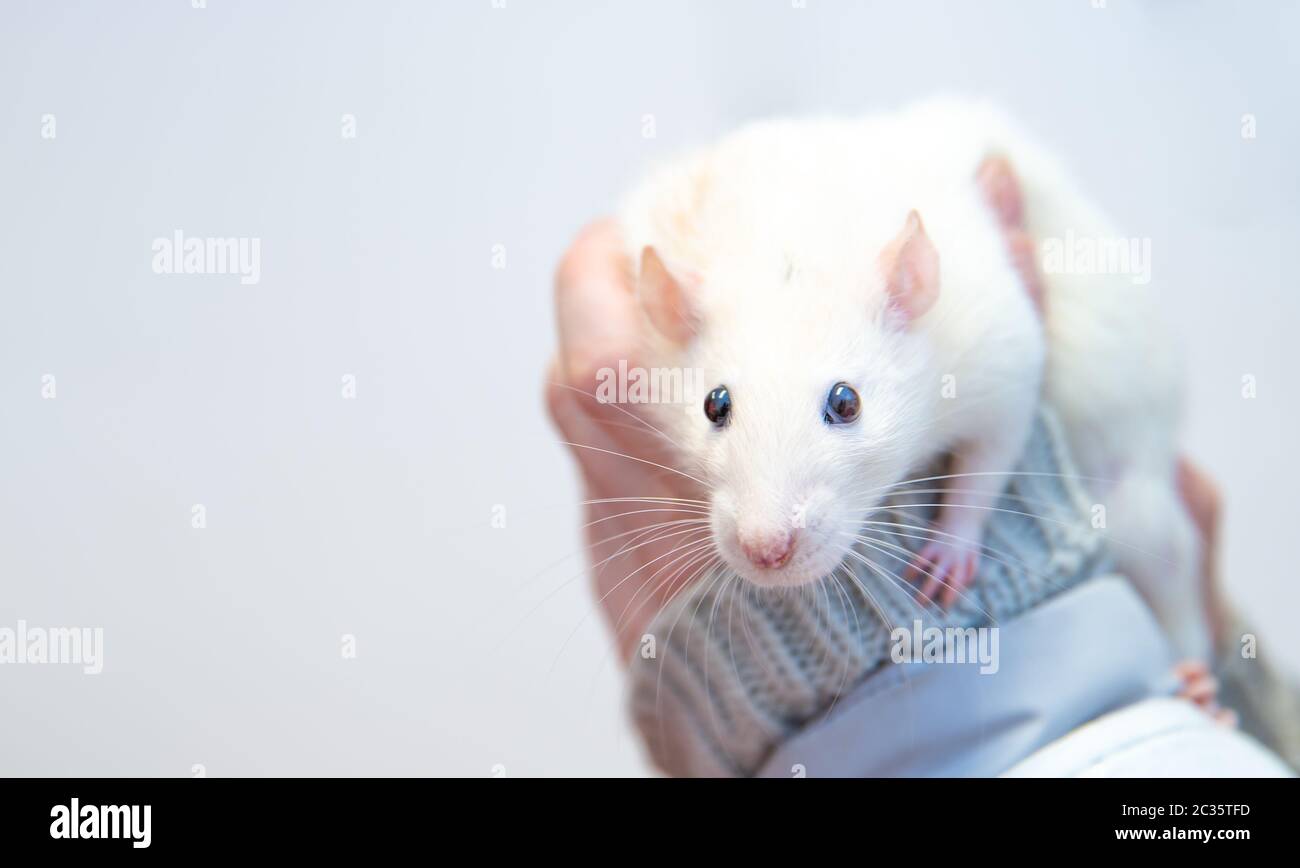 un ratto bianco da laboratorio per mano di operatori sanitari. Foto Stock