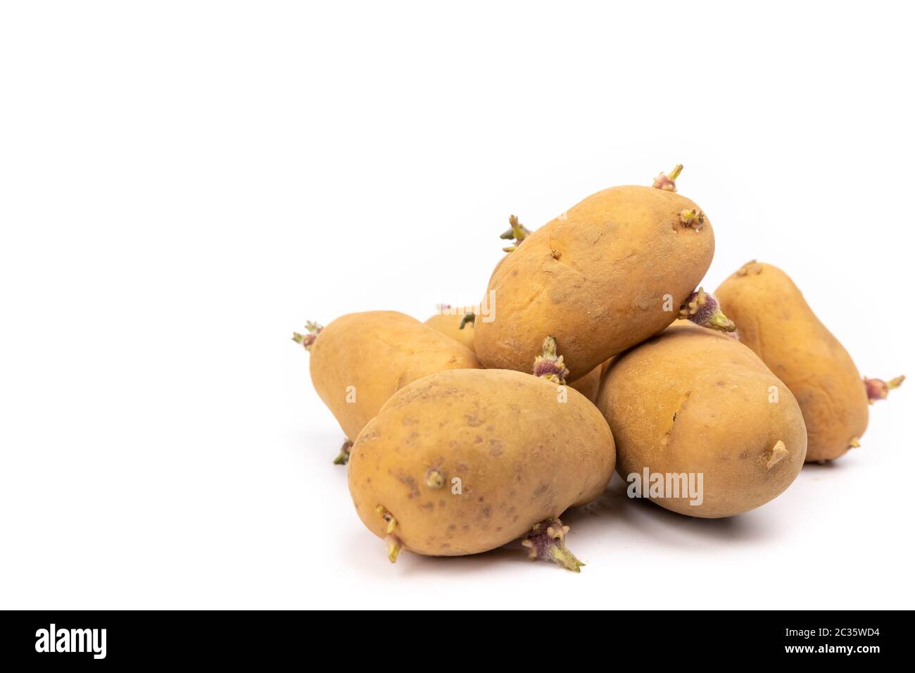 set di piantine di patate germogliate pronte per la piantagione - su sfondo bianco in studio Foto Stock