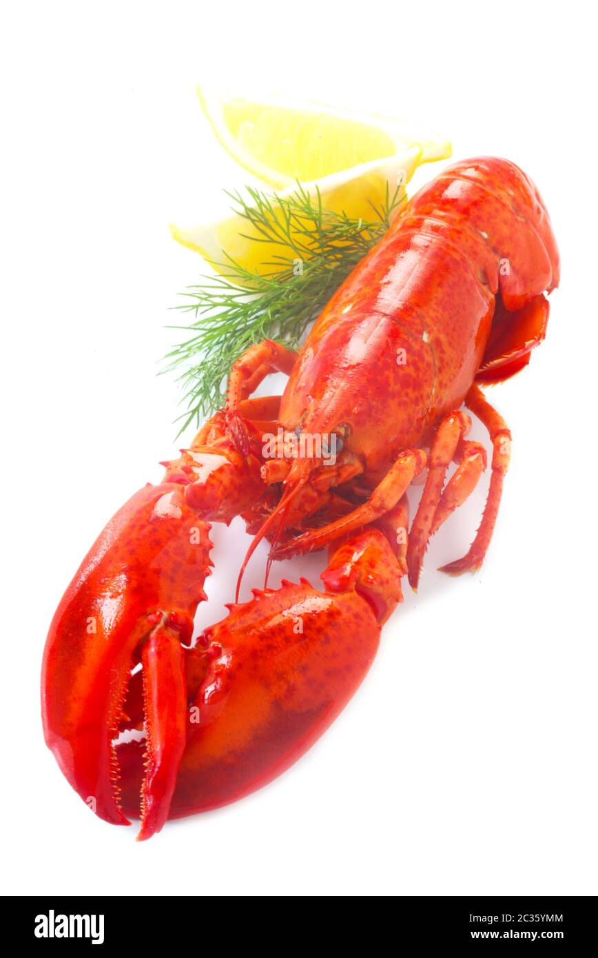 Red Lobster isolato su bianco Foto Stock
