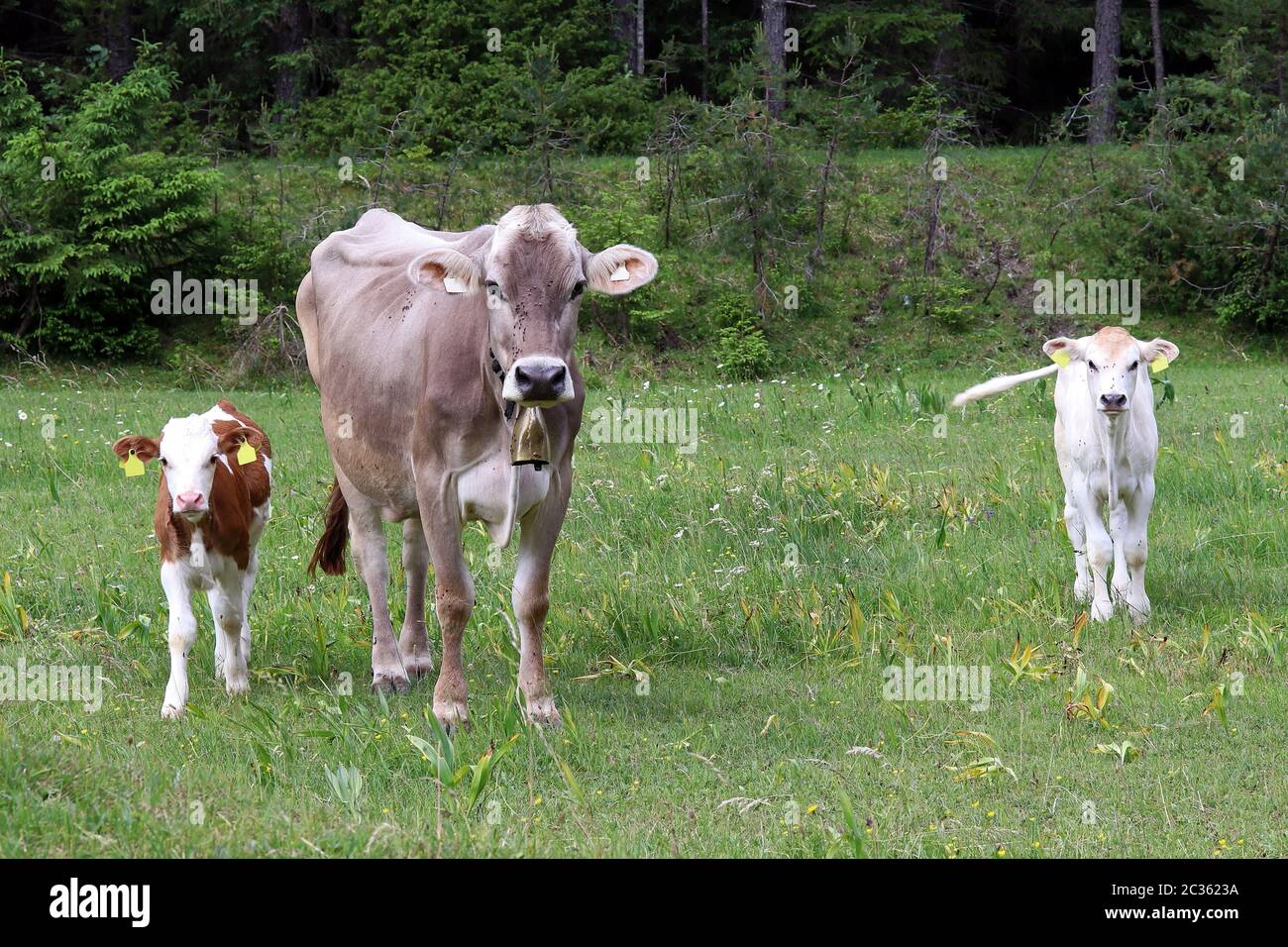 Una mucca madre e i suoi due vitelli su un prato In Austria Foto Stock