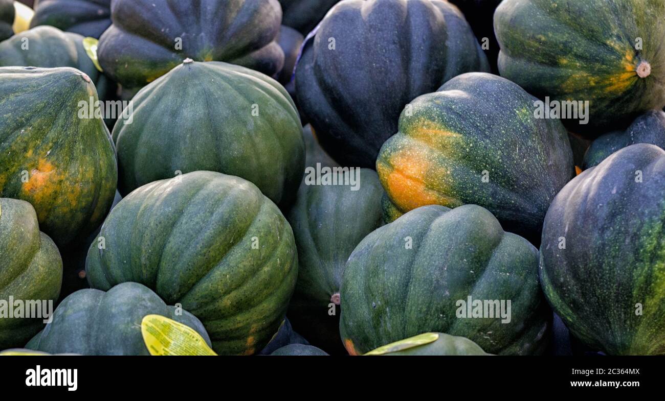 Fattoria squash acorn diretto Foto Stock