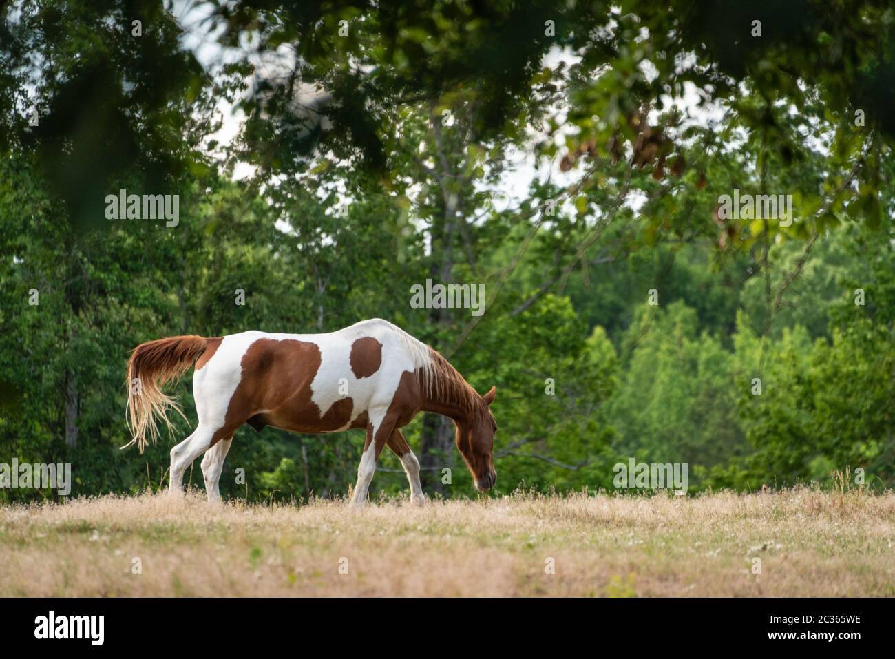 Bel cavallo marrone e bianco pinto pascolo in un campo. (STATI UNITI) Foto Stock