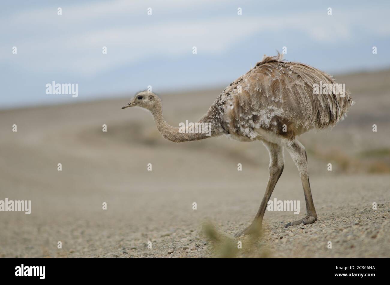 La pennata rhea Rhea di Darwin si trova nella riserva del porto di Pecket. Pecket Harbour Reserve. Provincia di Magallanes. Magallanes e Regione Cilena Antartica. Cile. Foto Stock