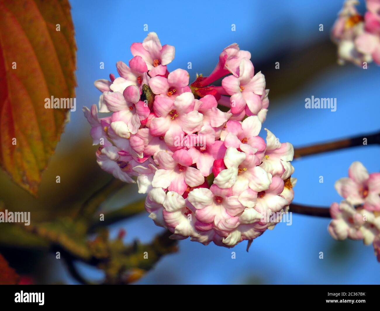 Viburnum bitchiuense, fioritura in inverno in Germania Foto Stock