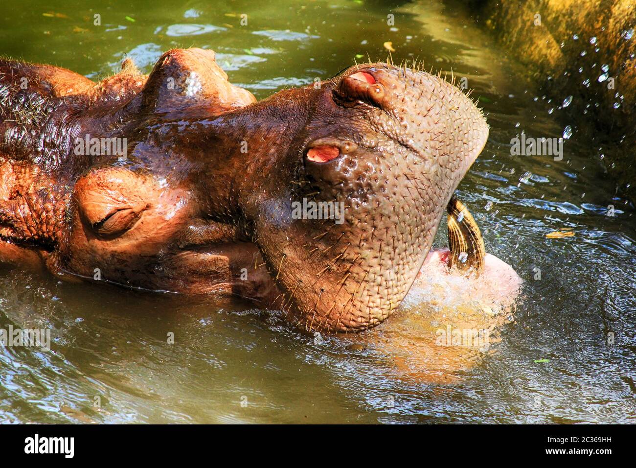 Testa di ippopotamo appena sopra l'acqua, mostrando occhio grande e capelli sulle narici Foto Stock