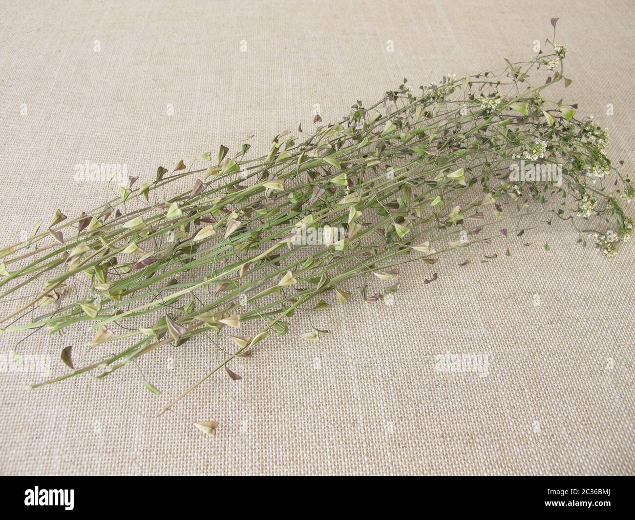 I pastori secchi portamonete le erbe selvatiche Foto Stock