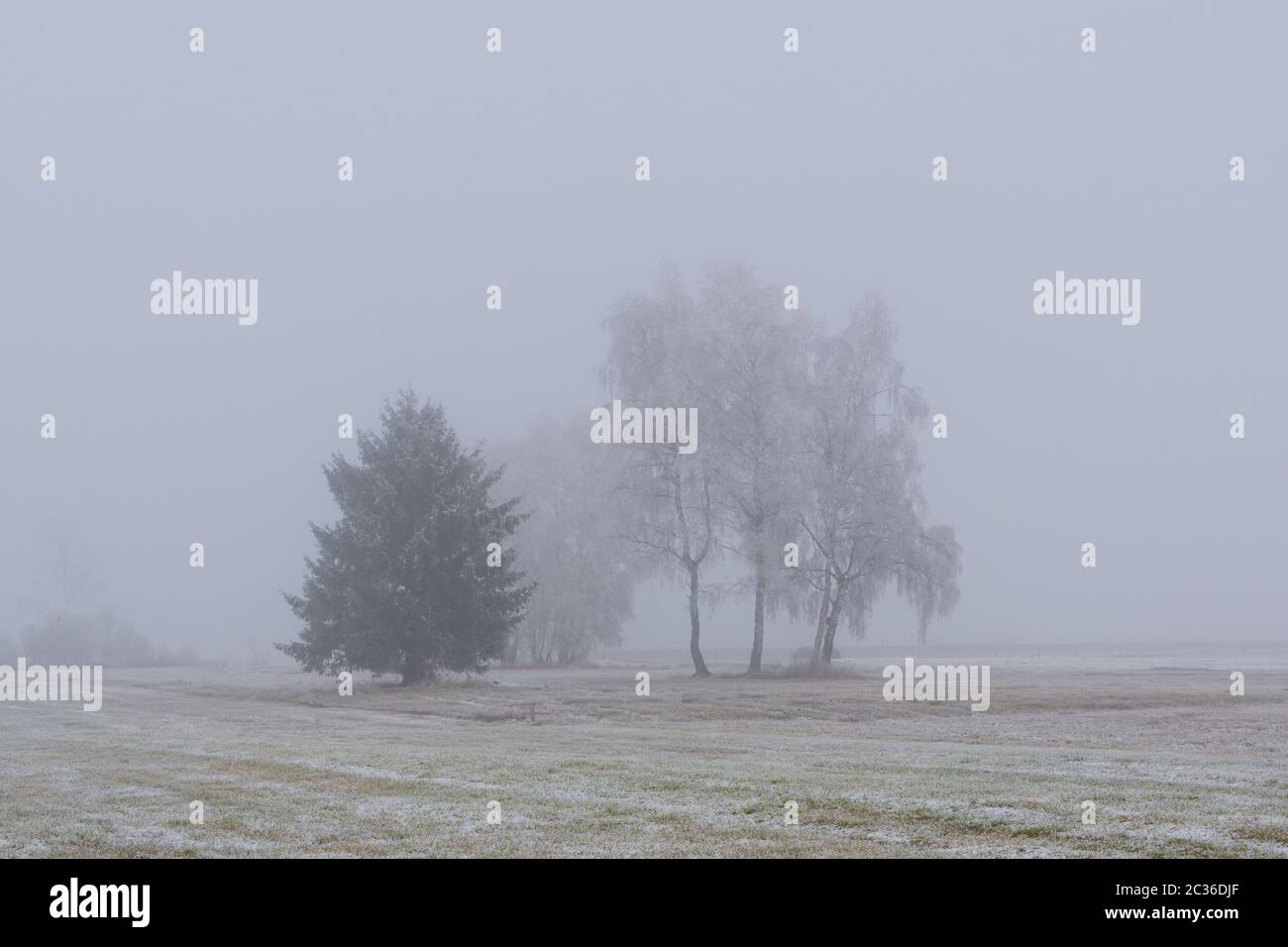 Alberi nella nebbia Foto Stock