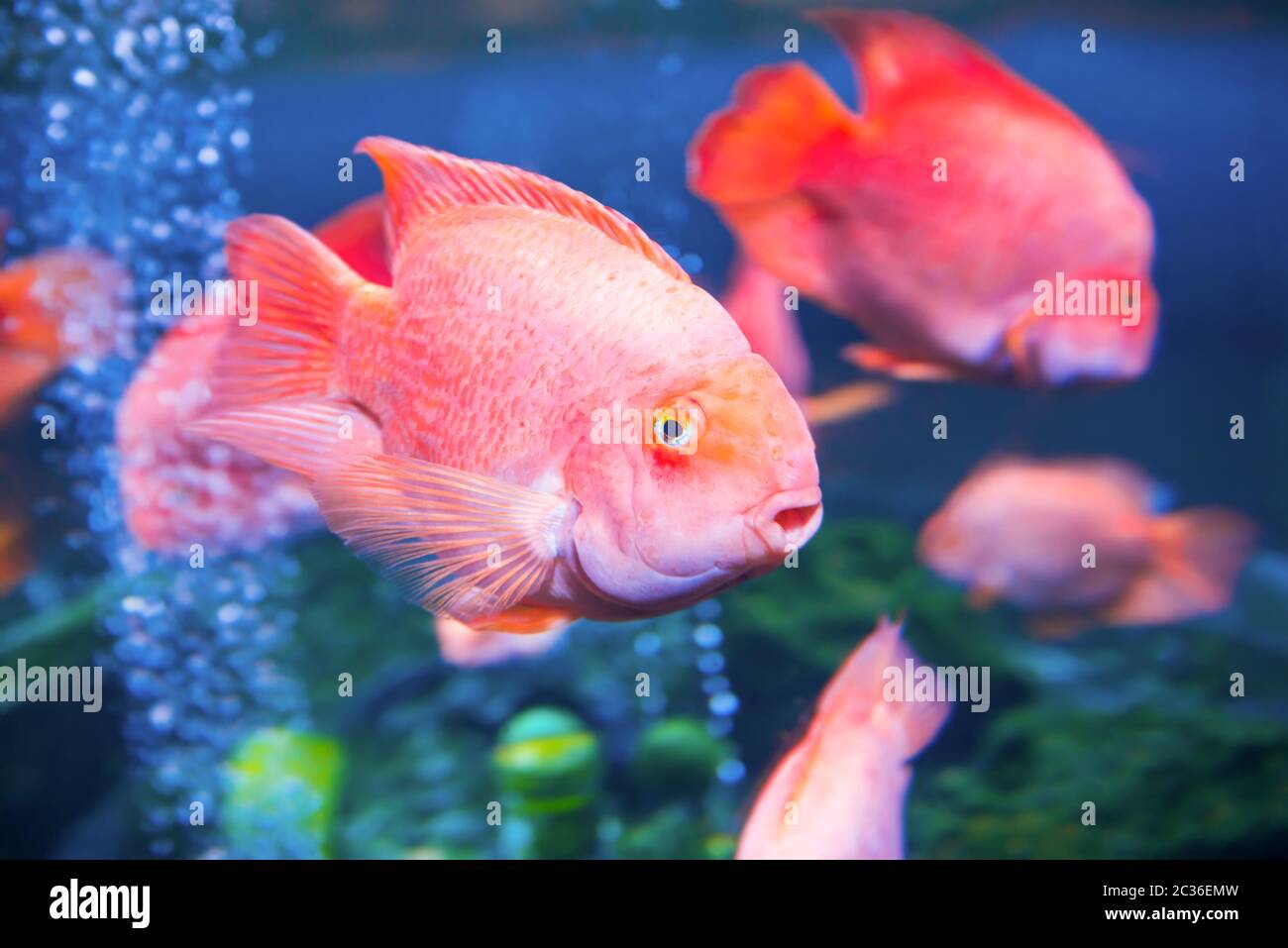 Pesci rossi tropicali in acquario Foto Stock