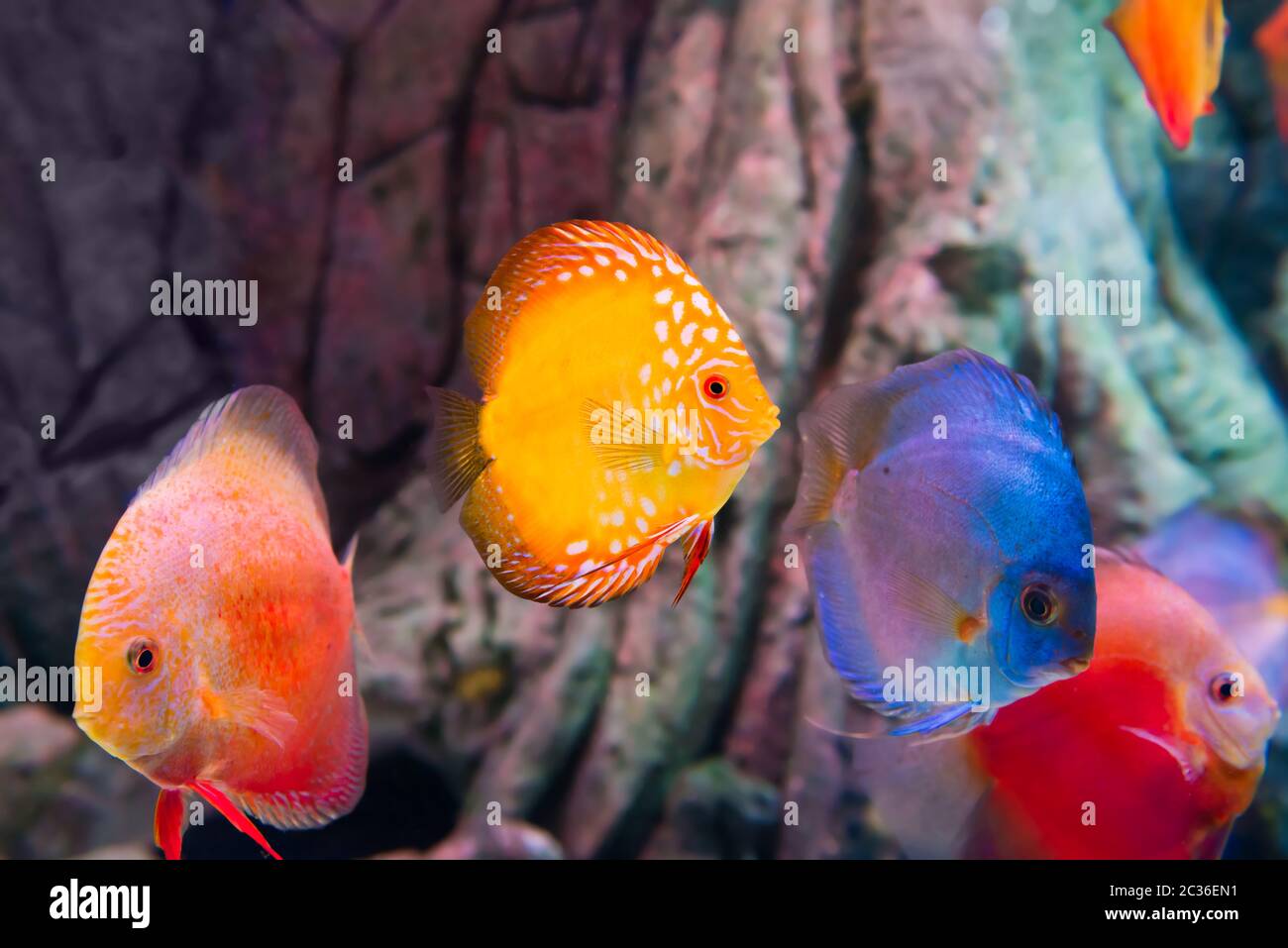 Pesci tropicali colorati Symphyodon Foto Stock