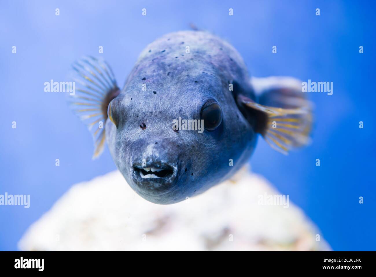Pesci fugu come natura vita marina subacquea Foto Stock
