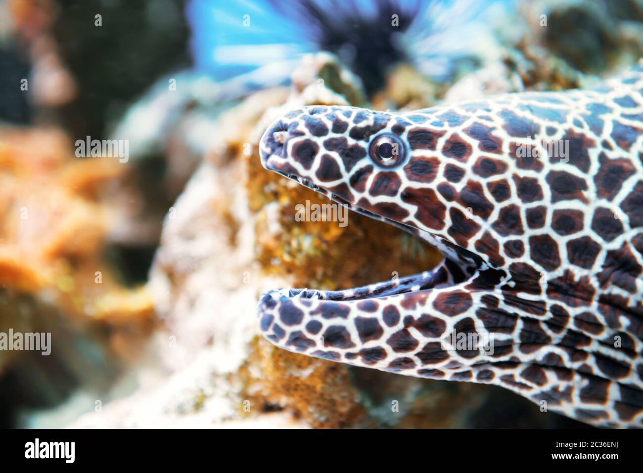 Pesce di Moray lacuto alla barriera corallina Foto Stock