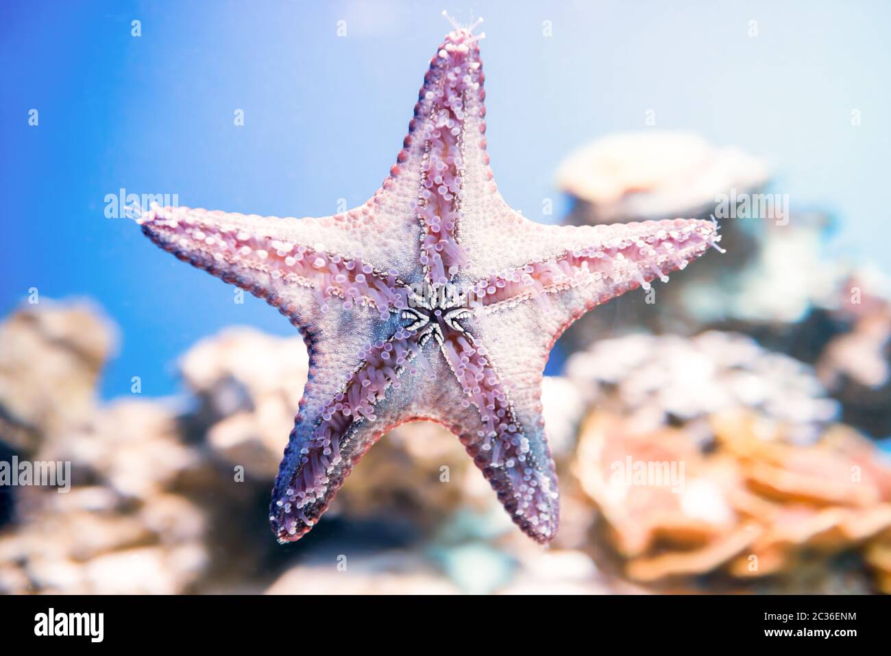 Stelle marine come natura subacquea vita marina Foto Stock