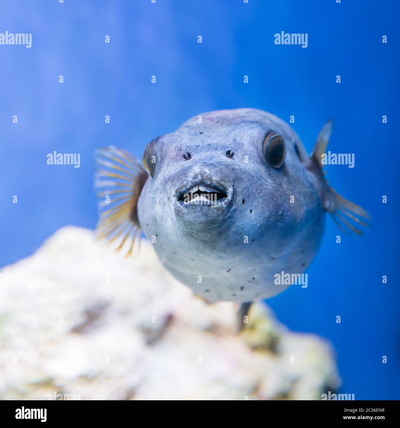 Pesci fugu come natura vita marina subacquea Foto Stock