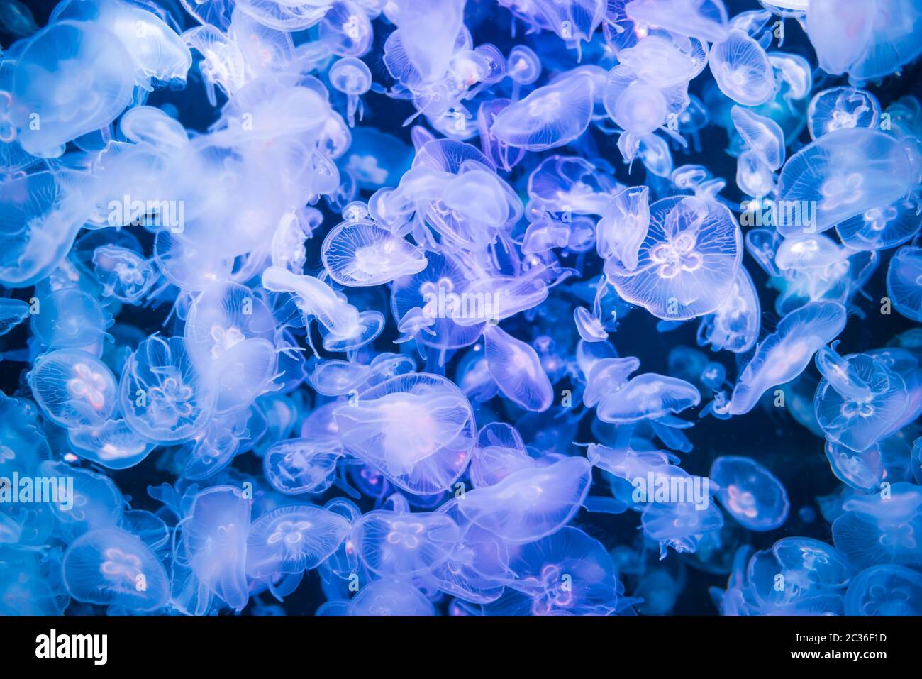 Molti meduse aurelia aurita Foto Stock