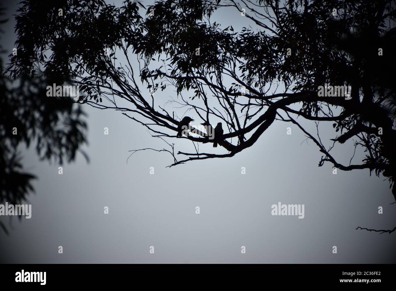 Una silhouette di tre kookaburras in un albero Foto Stock