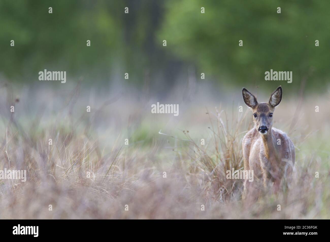 ROE Deer non è in cambio di cappotto Foto Stock