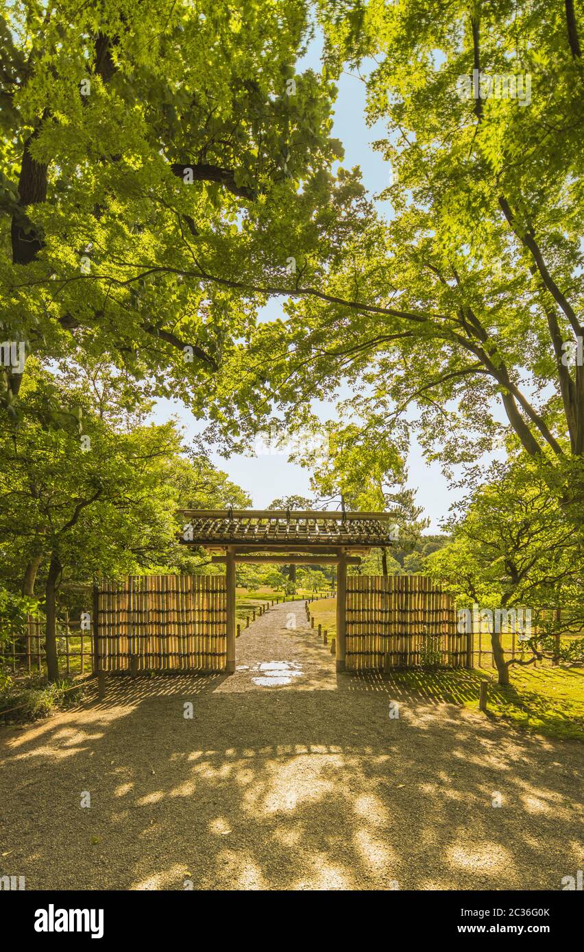 Piccola porta interna di bambù del giardino di Rikugien sotto gli alberi d'acero che lasciano i raggi di t Foto Stock