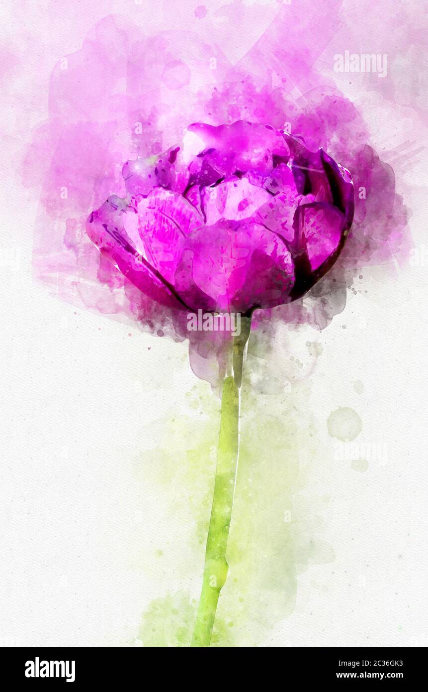 Fiore magenta pony. Stilizzazione in disegno acquerello. Foto Stock