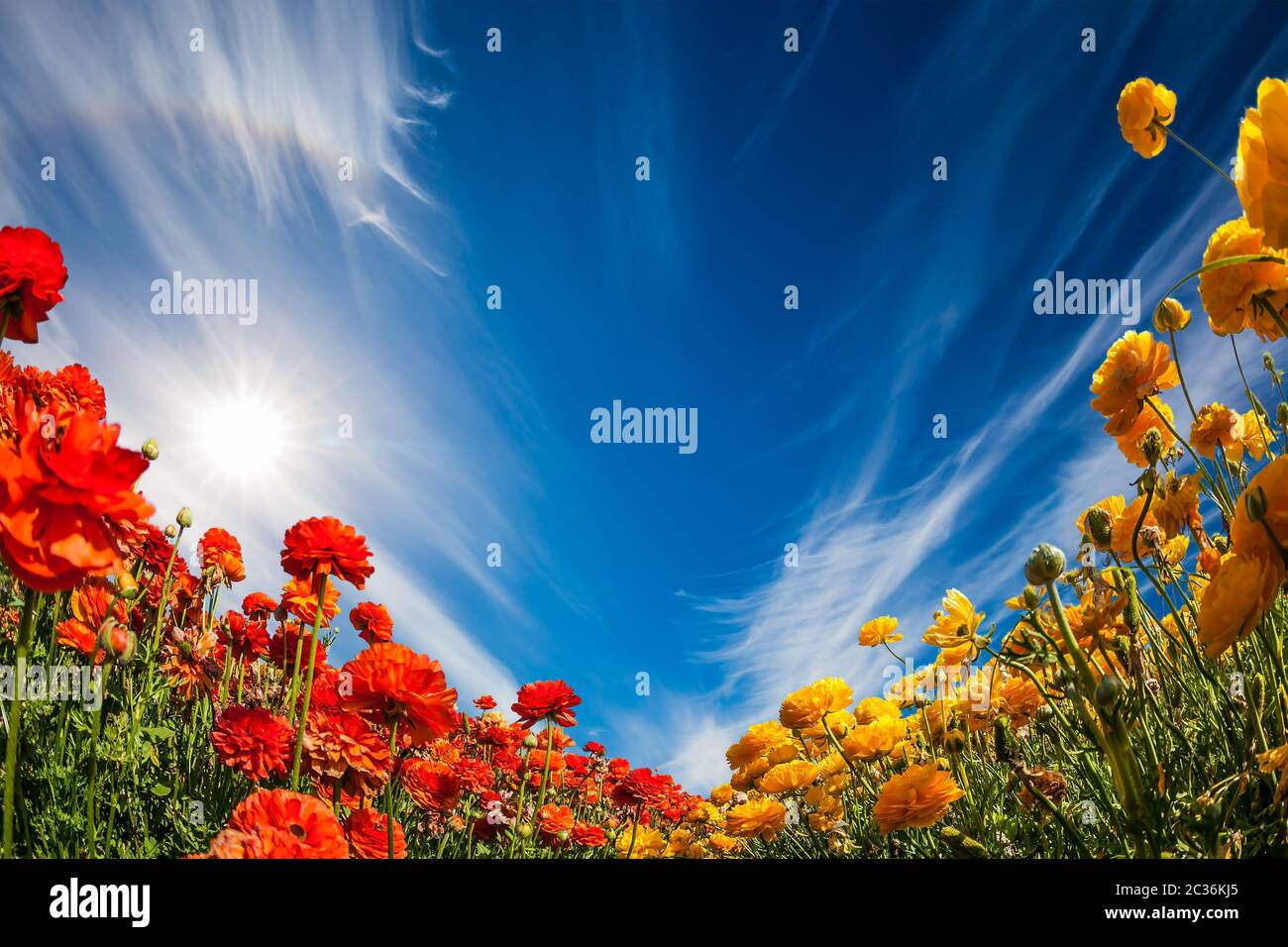 Fioritura di coppe da giardino Foto Stock