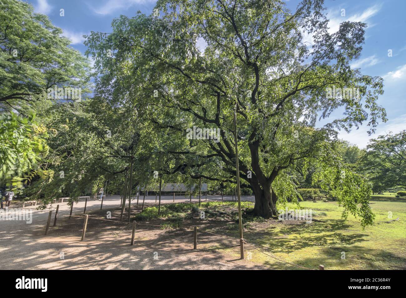 Gigantesco ciliegio piangente nella primavera del giardino di Rikugien a Tokyo in Giappone. Foto Stock