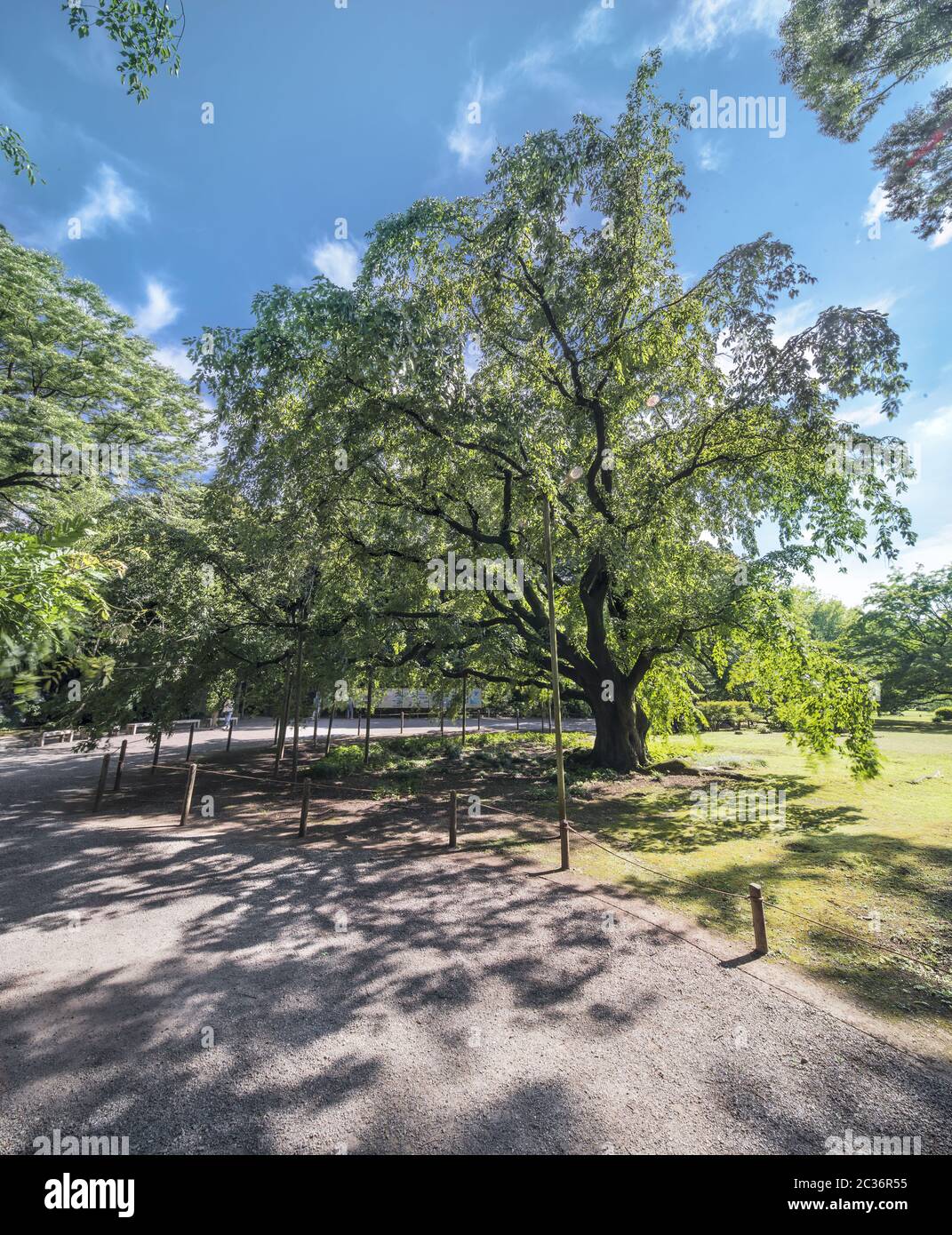 Gigantesco ciliegio piangente nella primavera del giardino di Rikugien a Tokyo in Giappone. Foto Stock