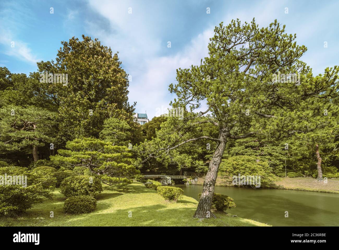 Grande pino su un prato sotto il cielo blu e grande ponte di pietra chiamato Togetsu ponte su un stagno und Foto Stock