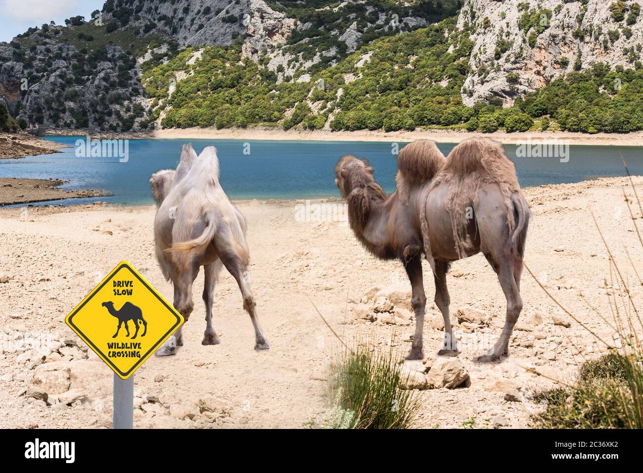 I cammelli africani pascolano sulle rive di un lago in primo piano un cartello di avvertimento Foto Stock