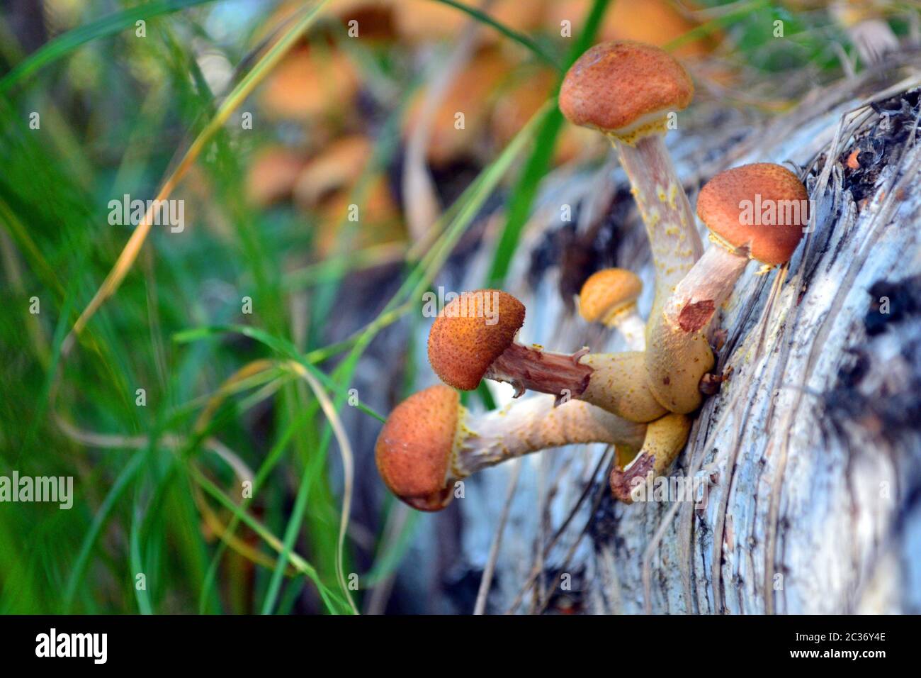 funghi nella foresta. miele agarico su betulla Foto Stock