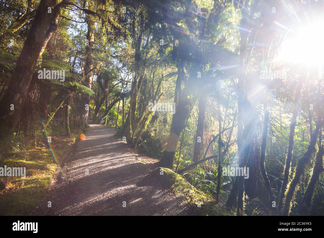 Nuova Zelanda foresta tropicale giungla. Sfondo verde naturale Foto Stock