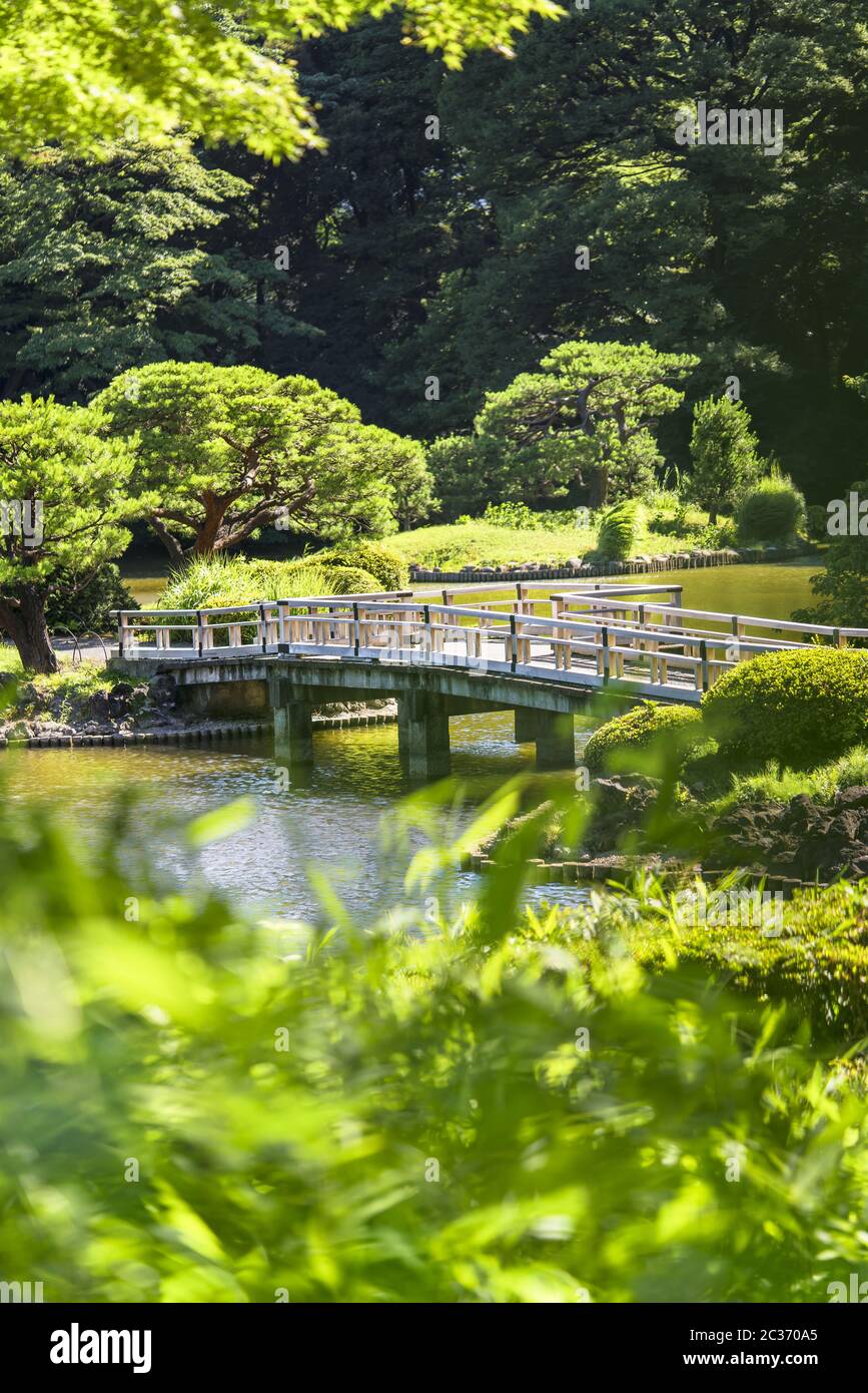 Ponte a zigzag di Upper Pond e foreste di pini e aceri del tradizionale giardino giapponese Foto Stock