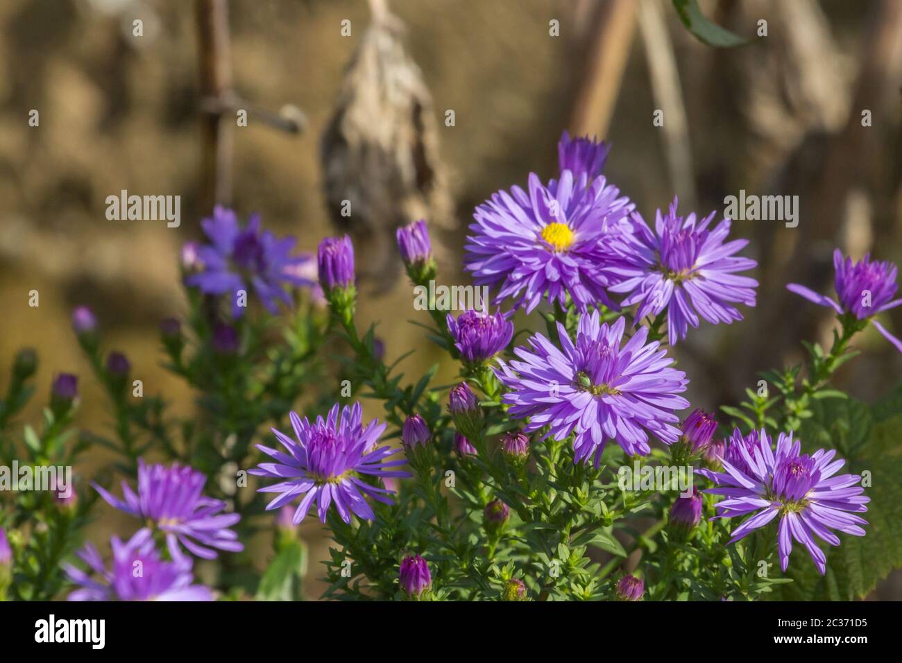 Daisy in un giardino tedesco a Gießen, Hessen, Germania Foto Stock