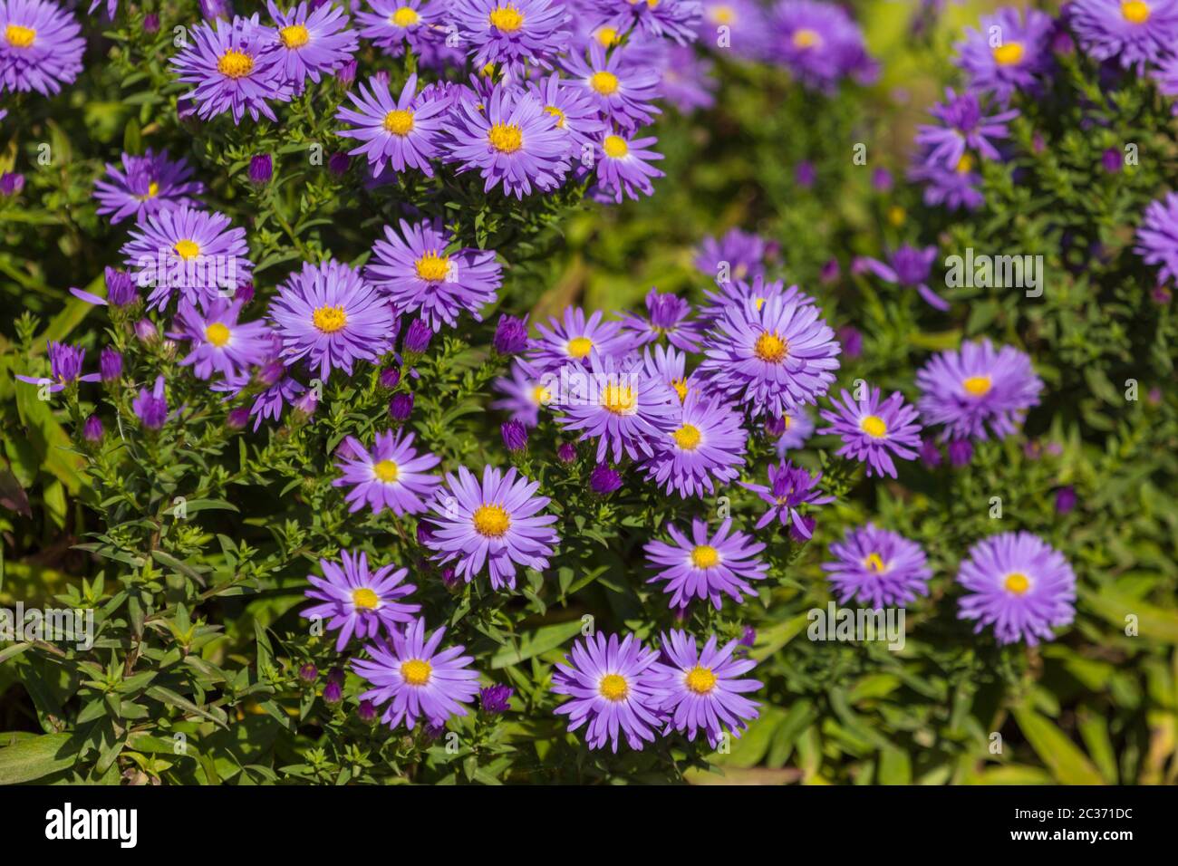 Daisy in un giardino tedesco a Gießen, Hessen, Germania Foto Stock