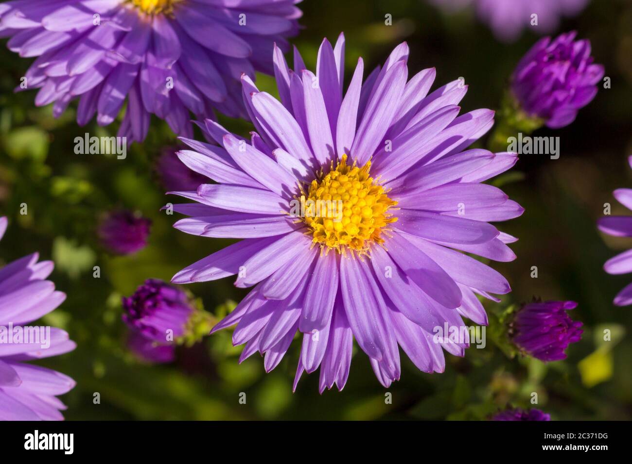 Daisy in un giardino tedesco a Gießen, Hessen, Germania Foto Stock