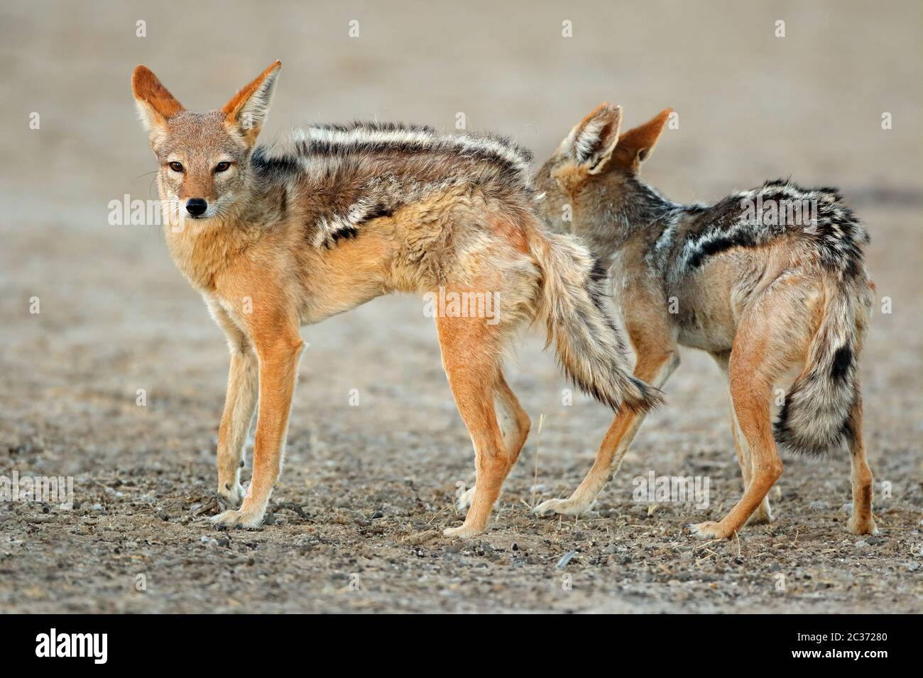 Una coppia di black-backed sciacalli (Canis mesomelas), Deserto Kalahari, Sud Africa Foto Stock