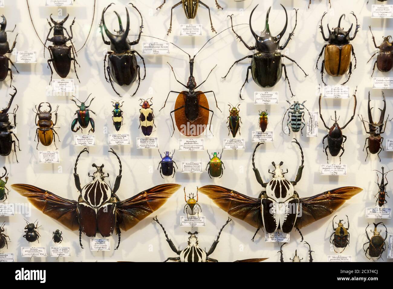 Mosca, Russia - 12 marzo 2019: Raccolta di insetti naturali secchi nel giardino dell'Apotecario. Set di insetti di pin in musa biologica Foto Stock