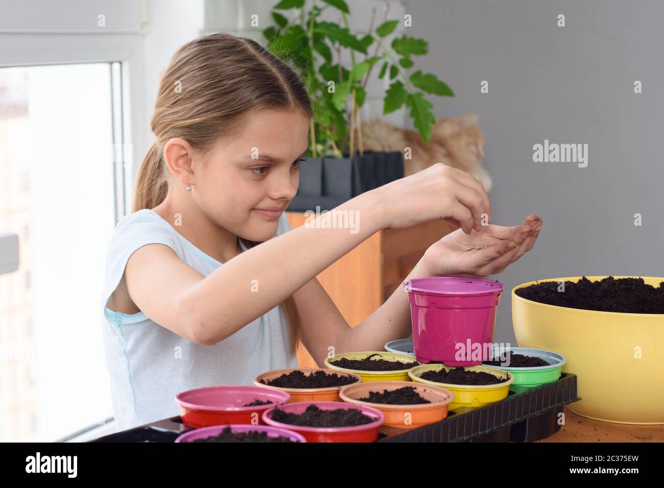 La ragazza sta piantando i semi in pentole cotte Foto Stock