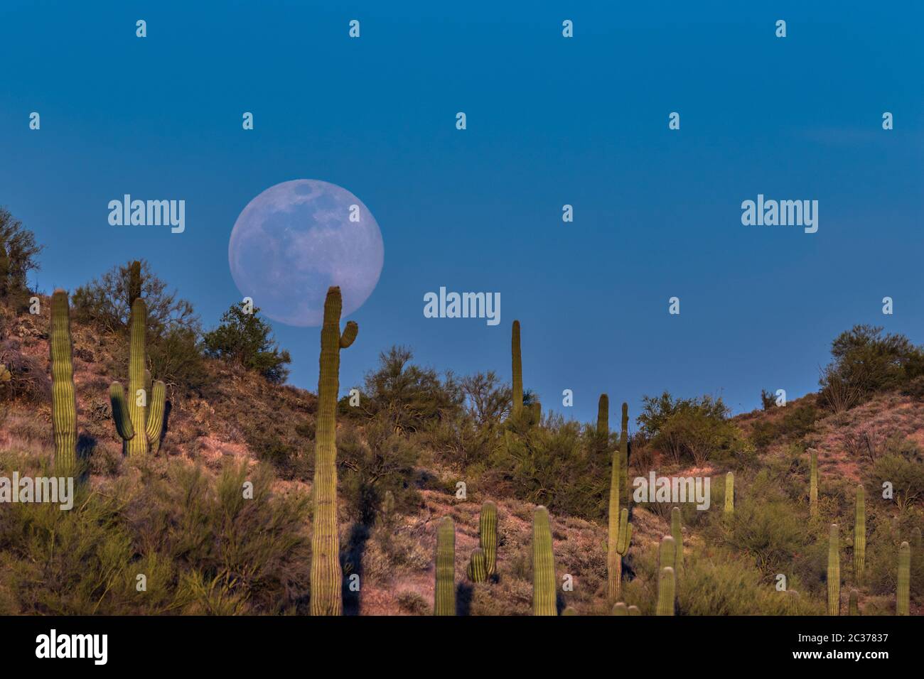 Moonrise nel deserto di sonora, Arizona. Luna piena che si innalza nel cielo blu; collina rossa punteggiata di cactus Saguaro in primo piano. Foto Stock