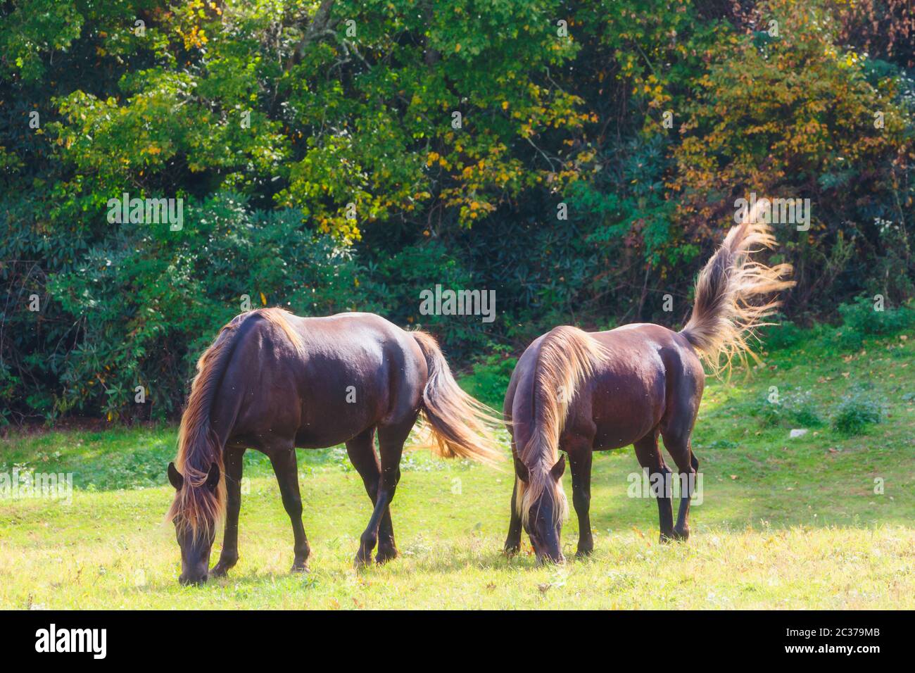 Due cavalli bruni (Equus ferus caballus) che pascolano in un campo. Le mosche circondano la testa. Foto Stock