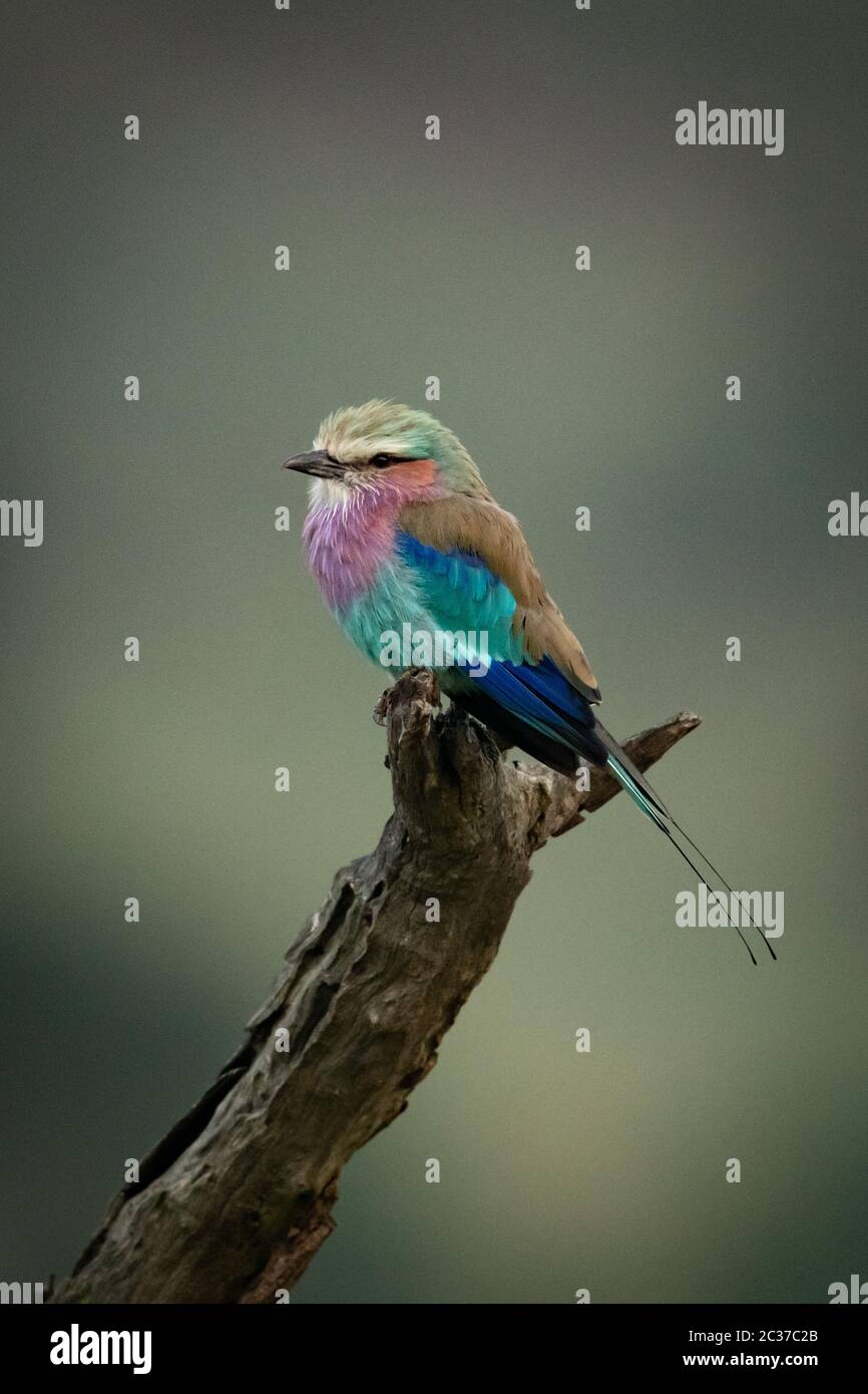 Rullo tostato lilla su log morto rivolto a sinistra Foto Stock