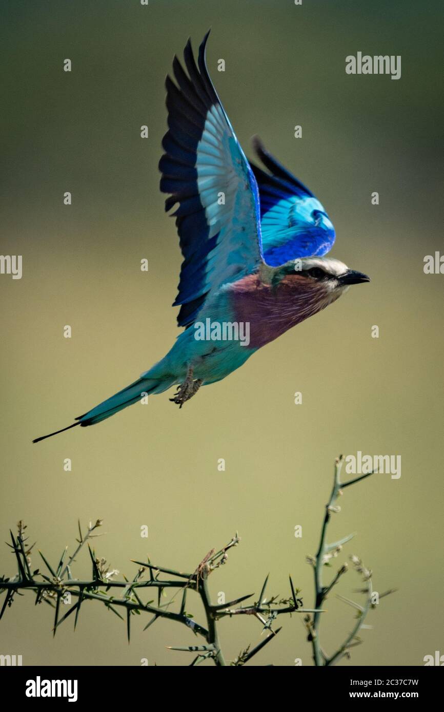 Il rullo tostato lilla si toglie dai rami spinoso Foto Stock