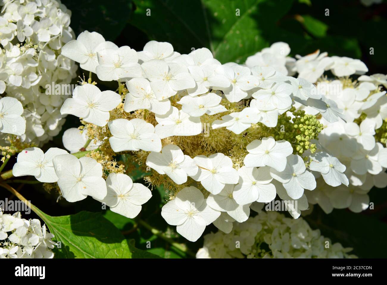 ortensia, hortensia, hortensia à feuilles de chêne, tölgylevelű hortenzia, Hydrangea quercifolia Foto Stock